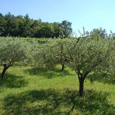 Holiday home Olivahouse Marezige